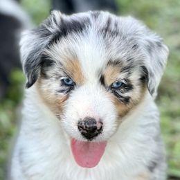 Hurricane Ian - Blue merle Australian Shepherd puppy in Florida from Florida Australian Shepherds