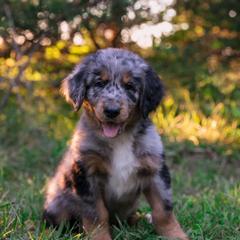Australian Mountain Doodle Puppies from Brick House Farm Doodles