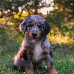 Australian Mountain Doodle Puppies from Brick House Farm Doodles