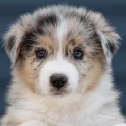 Australian Shepherds from Hilltop Aussies