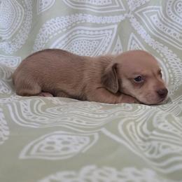 Hailey 2k plus fee CKC - Red female Dachshund puppy in Cowen, West Virginia from Bennett Babies