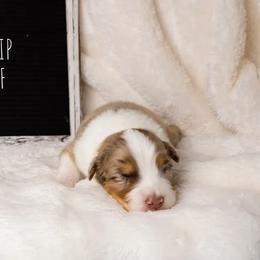 Australian Shepherd Puppies from Take Five Aussies