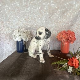 Coco - White and black Dalmatian puppy in Motley, Minnesota from Dynasty Paws