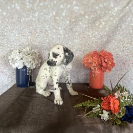 Coco - White and black Dalmatian puppy in Motley, Minnesota from Dynasty Paws