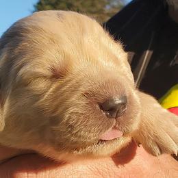 Golden Retriever puppies Boy 1 Scout - Cream male Goldendoodle puppy in Orland, California from Elliott's Elite Puppies