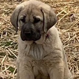Bullet - Anatolian Shepherd Dog puppy in Berkeley County, West Virginia from Reich Anatolians and Friends