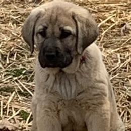 Bullet - Anatolian Shepherd Dog puppy in Berkeley County, West Virginia from Reich Anatolians and Friends