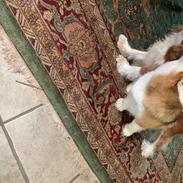 Pembroke Welsh Corgi Puppies from Silver Mae Kennel