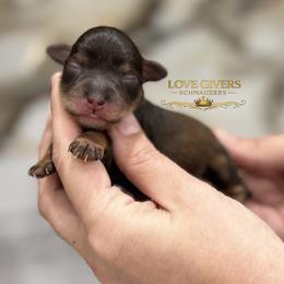 Liver Red Sable Boy - Liver male Miniature Schnauzer puppy in Lake Placid, Florida from Love Giver Schnauzers
