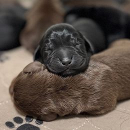 Light Pink Collar - Black female Labrador Retriever puppy in Somerset, California from Cantina Labs and Cavs