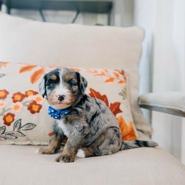 Chai - Merle male Bernedoodle puppy in Murray, Utah from Sun Valley Doodles