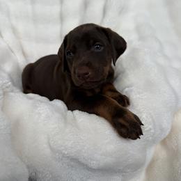 Doberman Pinscher Puppies from Haus of Hound
