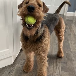 Airedale Terrier All Grown Up from RiverRun Terriers