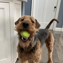 Airedale Terrier All Grown Up from RiverRun Terriers