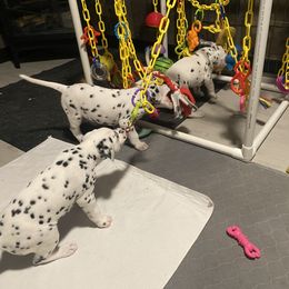 Dalmatian Puppies from Alofa Dalmatians