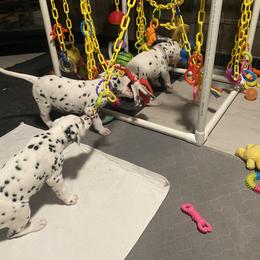Dalmatian Puppies from Alofa Dalmatians