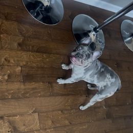 French Bulldog puppies from Uptop Bulls Kennel