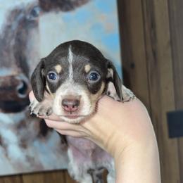 Billy - Chocolate and cream male Dachshund puppy in Goldthwaite, Texas from Mini Mama Dachshunds