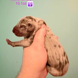 Spritz - Merle female Great Dane puppy in Bay Shore, New York from Gentle Giant Companions
