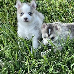 Pomsky Puppies from Promise Land Pomskies