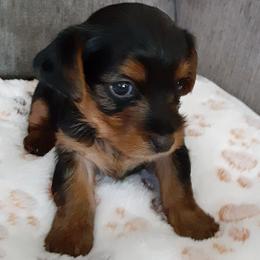 Tae Byler - Black and tan male Yorkshire Terrier puppy in Gurley, Alabama from Rhondas yorkies