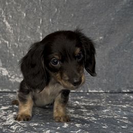 Squirt - Black and cream male Dachshund puppy in Poteau, Oklahoma from Sisters Dazzling Dachshunds