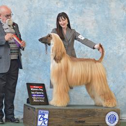 Afghan Hound All Grown Up from Kominek Afghan Hounds