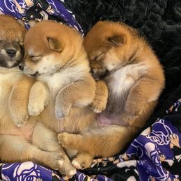 Shiba Inu Puppies from Kokuryuu Shibas