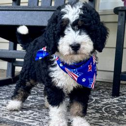 Girl 1 - Tri-color female Bernedoodle puppy in Russiaville, Indiana from Pleasant Creek Minibernedoodles