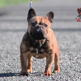 Lucky - French Bulldog