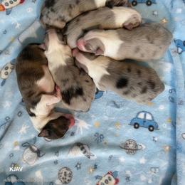 Boy 3 - White blue merle and tan male Shetland Sheepdog puppy in Greenfield, Ohio from KJAV Shetland Sheepdogs