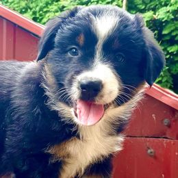 Hickory - Black tri-color male Australian Shepherd puppy in Hugo, Colorado from Frying Pan Ranch Australian Shepherds
