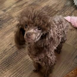 Tristian - Poodle