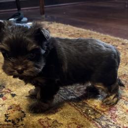 Thor - Chocolate, tan and white male Yorkshire Terrier puppy in Lafayette, Georgia from Berggipfel Yorkies