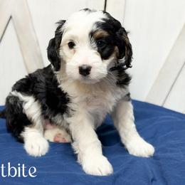 Frostbite - Tri-color male Bernedoodle puppy in Henry, Illinois from Rowe Farms Doodles