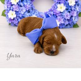 Yara - Red  female Goldendoodle puppy in State Road, North Carolina from Must Love Doodles
