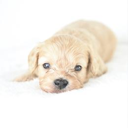 Boy 1 - Cream male Cavapoo puppy in Lawton, Oklahoma from Lindsey’s Cavies