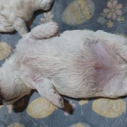 Boy 1 - White male Bichon Frise puppy in Four Oaks, North Carolina from .Havenkennels.Net