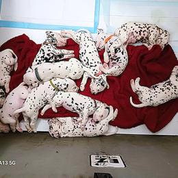 Dalmatian Puppies from Hollytree Dalmatians