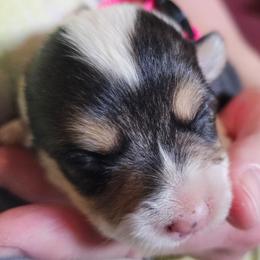 Kimberly - Black and tan female Pembroke Welsh Corgi puppy in Pilot Rock, Oregon from L2H Corgi's