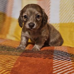Shaded cream brindle - Brindle male Dachshund puppy in Trade, Tennessee from TN Miniature Dachshunds & Basset Hounds