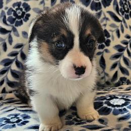 Bobby Nash - Black and tan male Pembroke Welsh Corgi puppy in Lilburn, Georgia from Wildflowercorgis