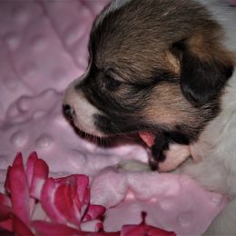 Pembroke Welsh Corgi Puppies from Larrchelle's Corgi's