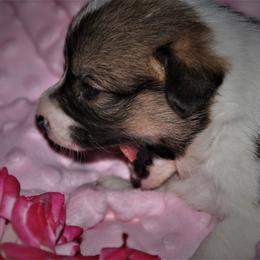 Pembroke Welsh Corgi Puppies from Larrchelle's Corgi's