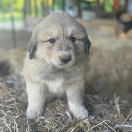 Puppy ID 43264 - White and tan male Great Pyrenees puppy in Leicester, North Carolina from Randall Glen Pyrenees