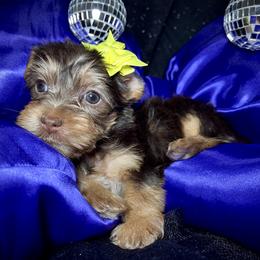 Buttercup - Chocolate, tan and white female Yorkshire Terrier puppy in Redford Township, Michigan from Sweet and Sassy Pups