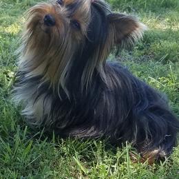 French Bulldogs, Maltese, and Poodles from SilverLining highlands and hounds