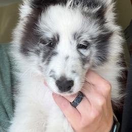 Beck - White blue merle male Shetland Sheepdog puppy in Weeping Water, Nebraska from Celebration Shelties
