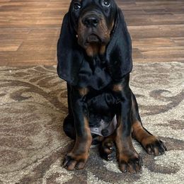Black and Tan Coonhound Puppies from Classic Coonhounds