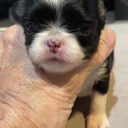 Chihuahua, Companion Cross, and Pomeranian Puppies from Heartland Pomeranians and Chihuahuas